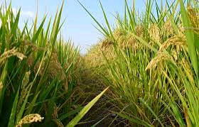 International Rice Commission Image