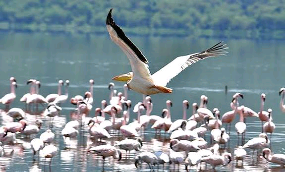 Dagona Birds Sanctuary Image