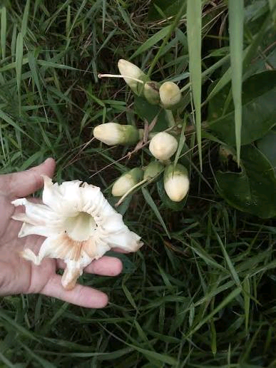 Anthocleista scandens Image