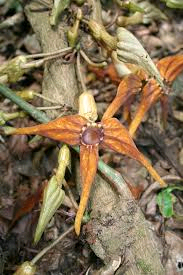 Aristolochia macrocarpa Image