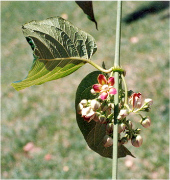 Batesanthus purpureus Image