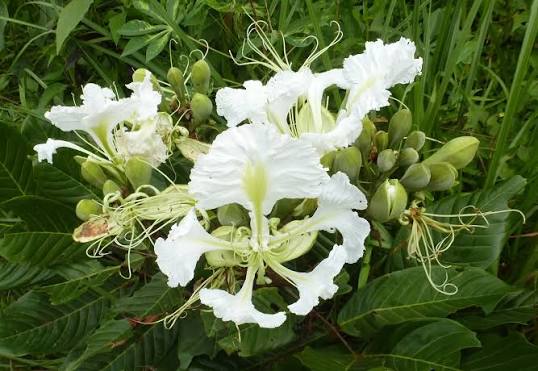 Berlinia coriacea Image