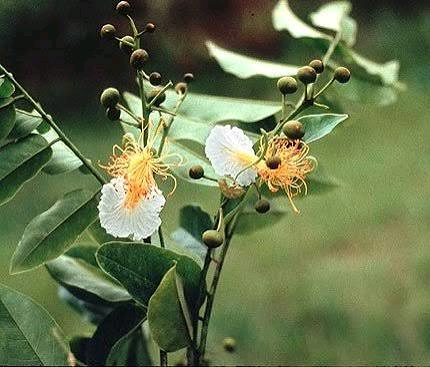 Bobgunnia fistuloides Image