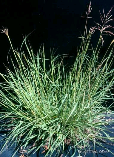 Bothriochloa bladhii Image