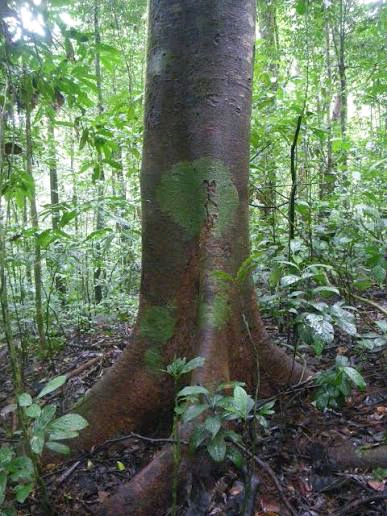 Brachystegia kennedyi Image