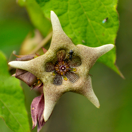 Calpocalyx cauliflorus Image
