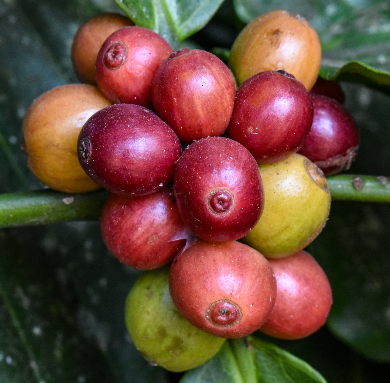 Coffea canephora Image
