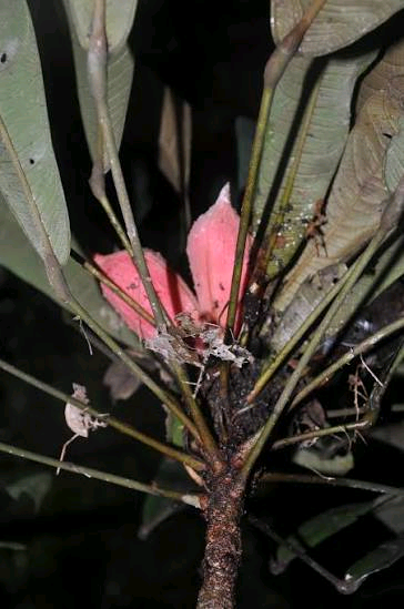 Cola semecarpophylla Image