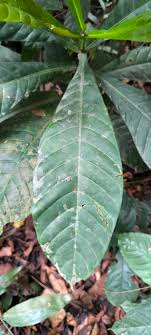 Corynanthe johimbe Image