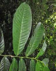 Crateranthus talbotii Image