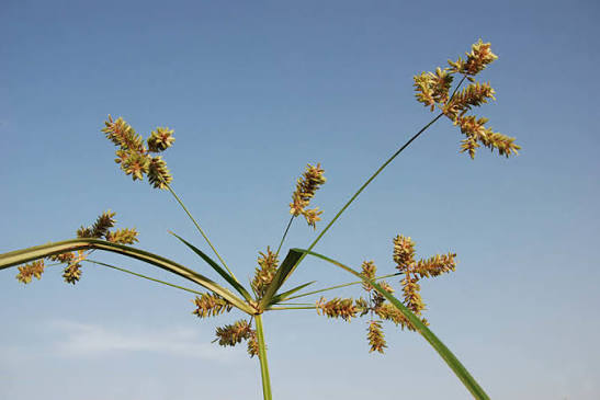 Cyperus alopecuroides Image