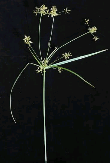 Cyperus baronii Image