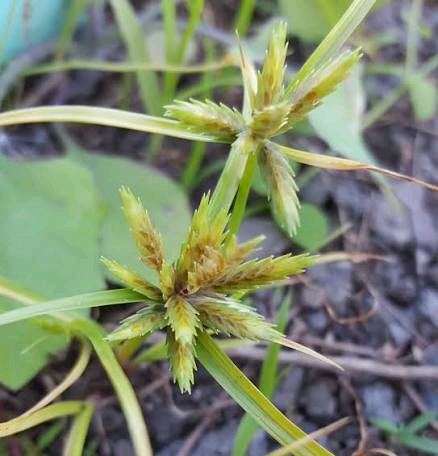 Cyperus compressus Image