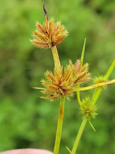 Cyperus cuspidatus Image
