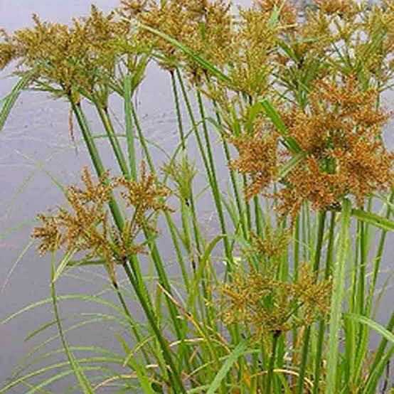Cyperus exaltatus Image