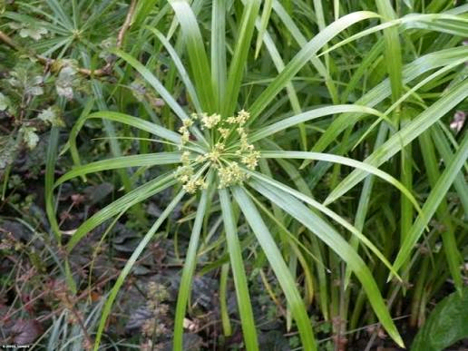 Cyperus karlschumannii Image
