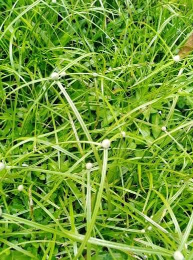 Cyperus kyllingiella Image