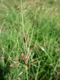 Cyperus maculatus Image