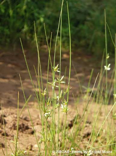 Cyperus podocarpus Image