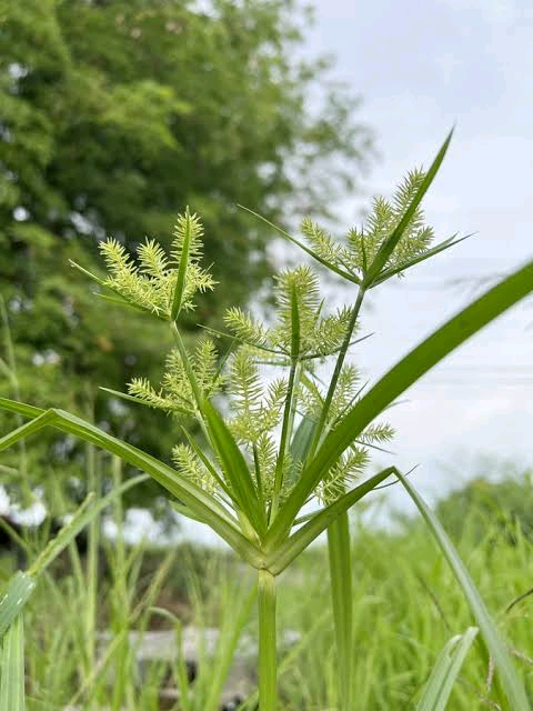 Cyperus procerus Image