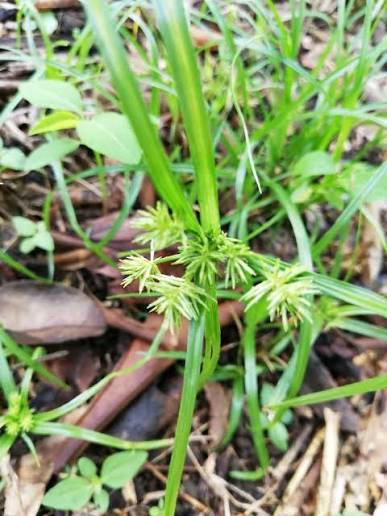 Cyperus tenuis Image