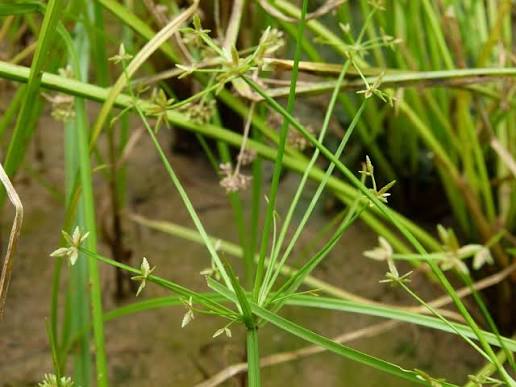 Cyperus tenuispica Image