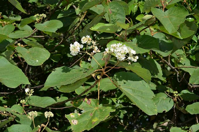 Dombeya ledermannii Image