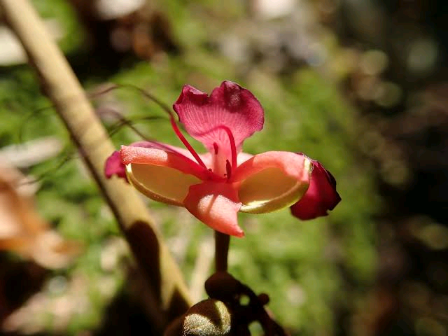 Englerodendron nigericum Image