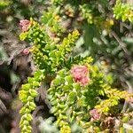 Erica mannii Image