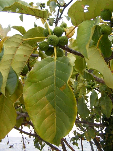 Ficus laurifolia Image
