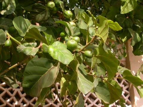 Ficus vallis-choudae Image