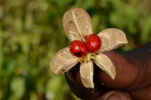 Guarea cedrata Image