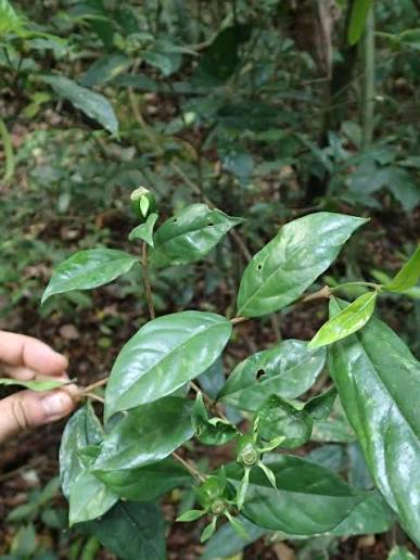 Heinsia crinita Image