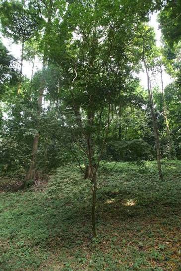 Hymenostegia aubrevillei Image