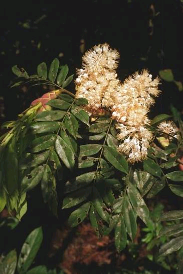 Hymenostegia bakeriana Image