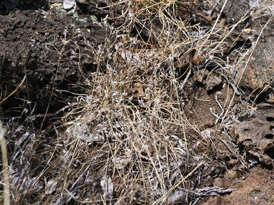 Hypseochloa cameroonensis Image