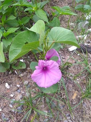 Ipomoea asarifolia Image