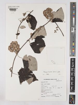 Mikaniopsis maitlandii Image