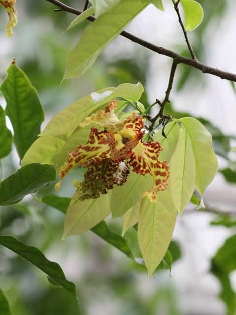 Monodora tenuifolia Image