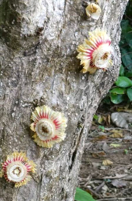 Napoleonaea egertonii Image