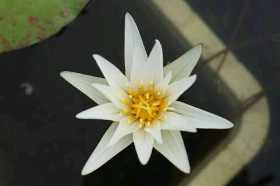 Nymphaea guineensis Image