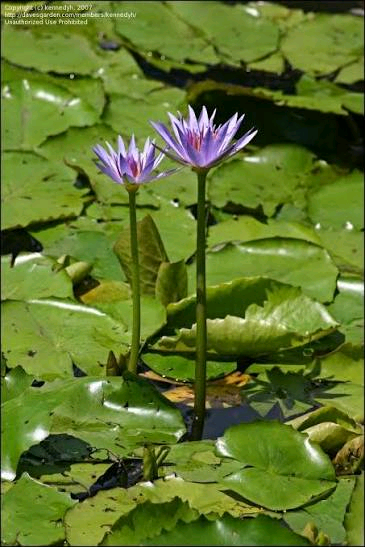 Nymphaea maculata Image