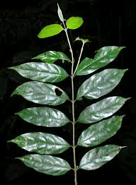 Pauridiantha talbotii Image