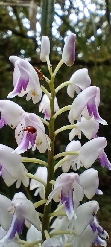 Polystachya bifida Image