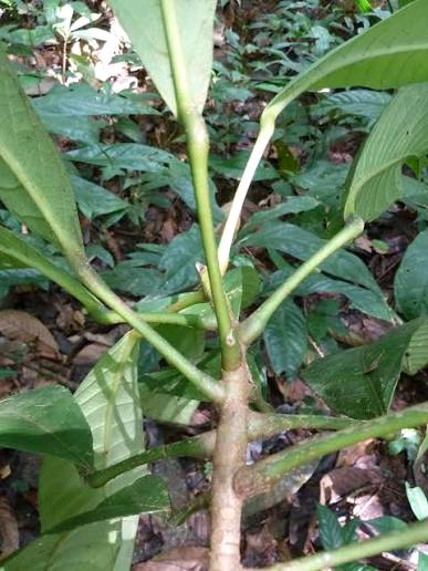 Protomegabaria stapfiana Image