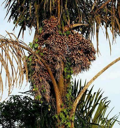 Raphia vinifera Image