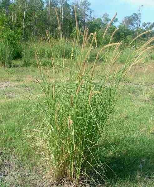 Setaria sphacelata Image