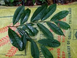 Soyauxia talbotii Image