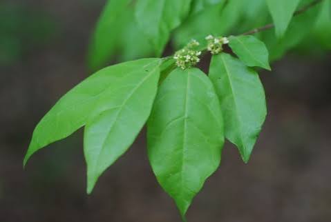 Tapura fischeri Image