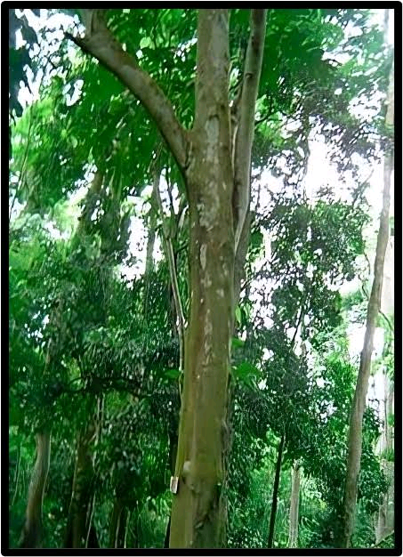 Turraeanthus africanus Image